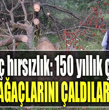 Kocaeli' de İlginç hırsızlık 150 yıllık çınar ağaçlarını çaldılar