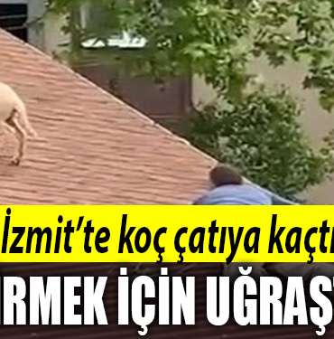 izmit koç