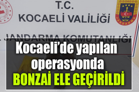 kocaeli bonzai