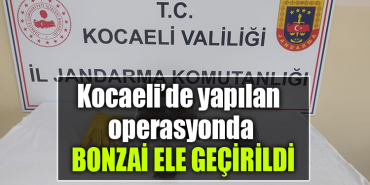 kocaeli bonzai