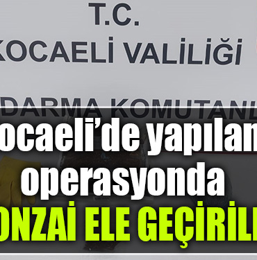 kocaeli bonzai