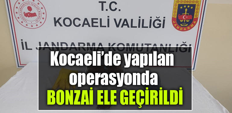 kocaeli bonzai