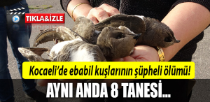 kocaeli ebabil