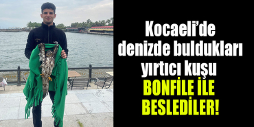 kocaeli yırtıcı kuş