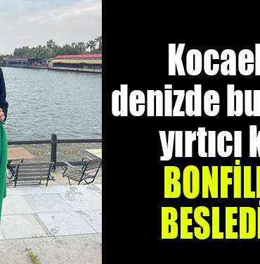 kocaeli yırtıcı kuş