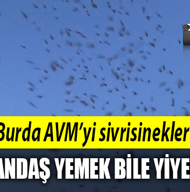41burda avm