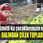 Binlerce İzmitli kız çocuklarımızın eğitimi için dalından çilek topladı