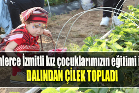 Binlerce İzmitli kız çocuklarımızın eğitimi için dalından çilek topladı