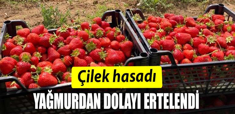 ÇİLEK