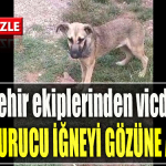 Kocaeli Büyükşehir ekiplerinden vicdansızlık. Sokak hayvanına attığı uyuşturucu iğne gözüne isabet etti