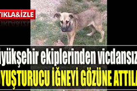 Kocaeli Büyükşehir ekiplerinden vicdansızlık. Sokak hayvanına attığı uyuşturucu iğne gözüne isabet etti