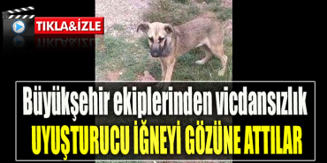 Kocaeli Büyükşehir ekiplerinden vicdansızlık. Sokak hayvanına attığı uyuşturucu iğne gözüne isabet etti