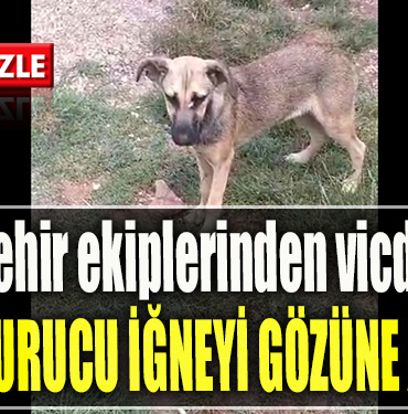 Kocaeli Büyükşehir ekiplerinden vicdansızlık. Sokak hayvanına attığı uyuşturucu iğne gözüne isabet etti