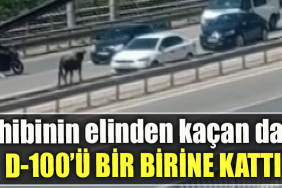 Kocaeli' de sahibinin elinden kaçan dana D 100’ü birbirine kattı