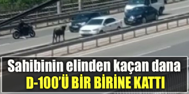 Kocaeli' de sahibinin elinden kaçan dana D 100’ü birbirine kattı