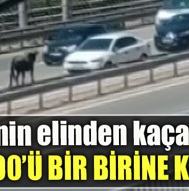 Kocaeli' de sahibinin elinden kaçan dana D 100’ü birbirine kattı