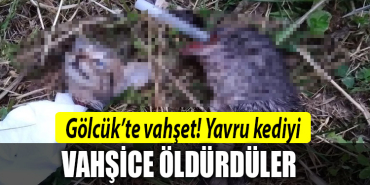 kocaeli kedi katliamı