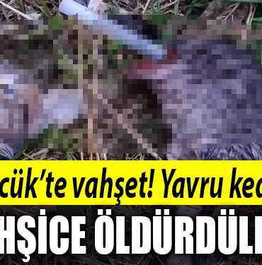 kocaeli kedi katliamı