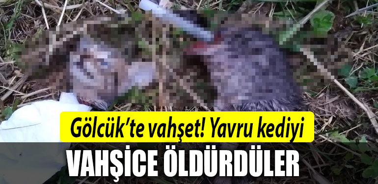 kocaeli kedi katliamı