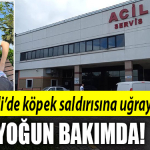 kocaeli köpek saldırısı