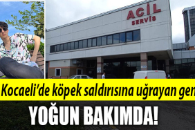 kocaeli köpek saldırısı