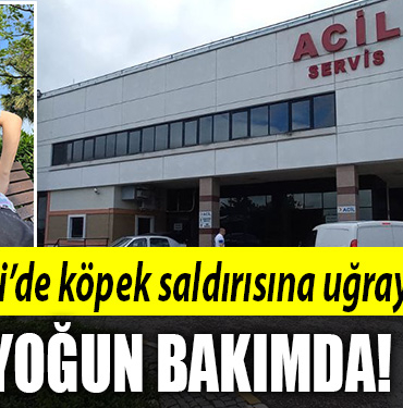 kocaeli köpek saldırısı