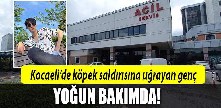 kocaeli köpek saldırısı