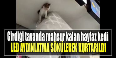Girdiği tavanda mahsur kalan haylaz kedi led aydınlatma sökülerek kurtarıldı