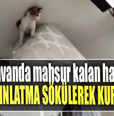 Girdiği tavanda mahsur kalan haylaz kedi led aydınlatma sökülerek kurtarıldı