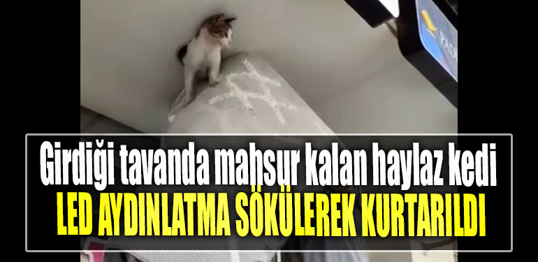 Girdiği tavanda mahsur kalan haylaz kedi led aydınlatma sökülerek kurtarıldı