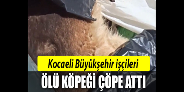 kocaeli büyükşehir ölü köpek çöp