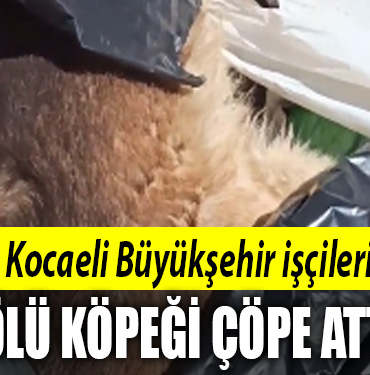 kocaeli büyükşehir ölü köpek çöp