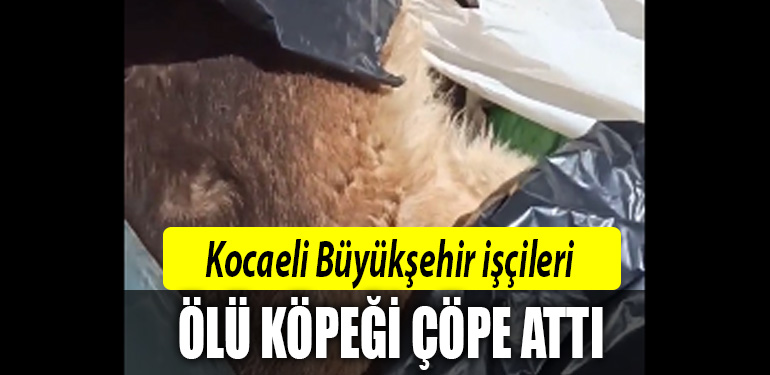 kocaeli büyükşehir ölü köpek çöp