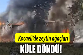 kocaeli zeytin yangın