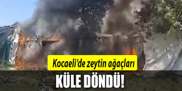 kocaeli zeytin yangın