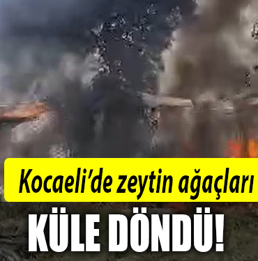 kocaeli zeytin yangın
