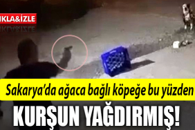 sakarya köpek kurşun