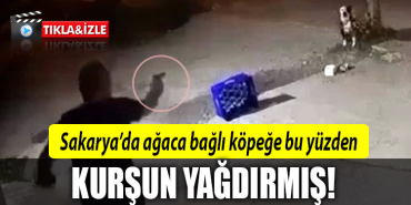 sakarya köpek kurşun