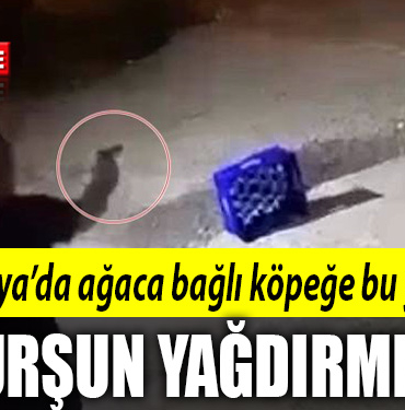 sakarya köpek kurşun