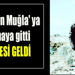 Gebze' den Muğla' ya çalışmaya gitti cenazesi geldi