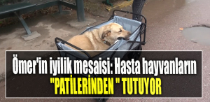 Ömer'in iyilik mesaisi Hasta hayvanların patilerinden tutuyor