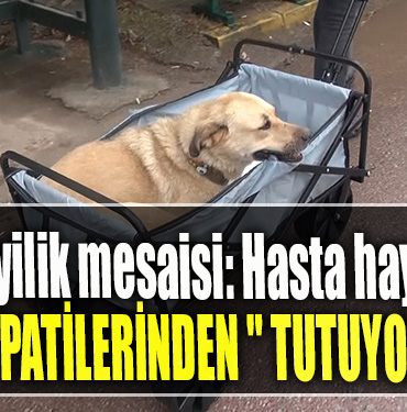 Ömer'in iyilik mesaisi Hasta hayvanların patilerinden tutuyor