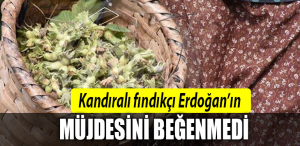 kandıra fındık