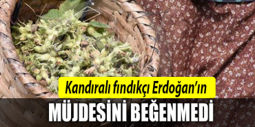 kandıra fındık