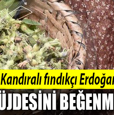 kandıra fındık