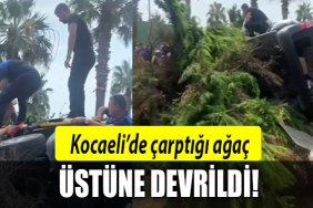 kocaeli aracın üstüne ağaç devrildi