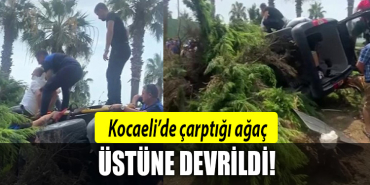 kocaeli aracın üstüne ağaç devrildi