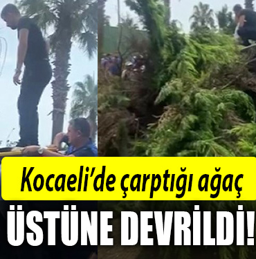 kocaeli aracın üstüne ağaç devrildi