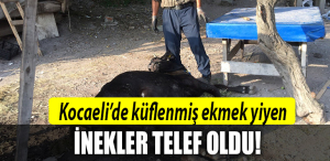kocaeli inek telef
