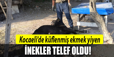 kocaeli inek telef